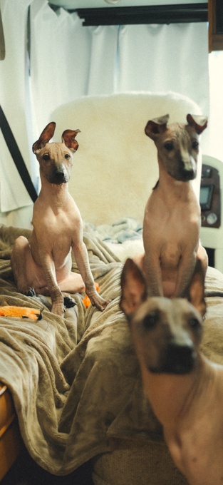Xoloitzcuintli
