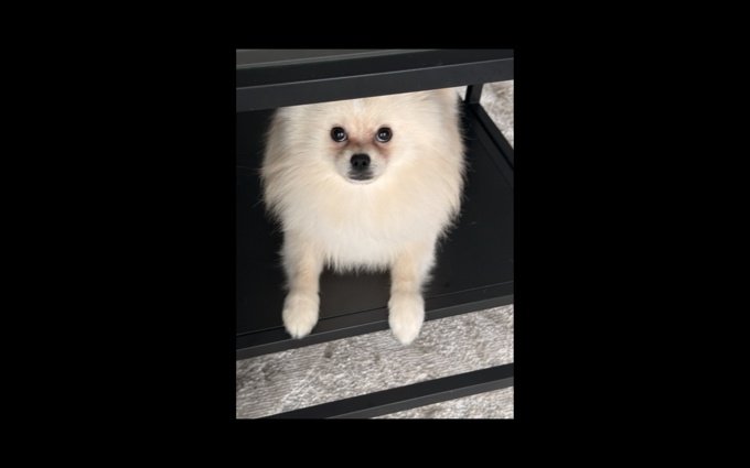 Pomeranian
