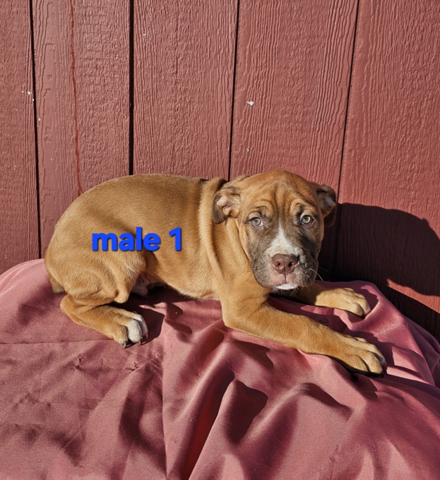 Old English Bulldog Boxer