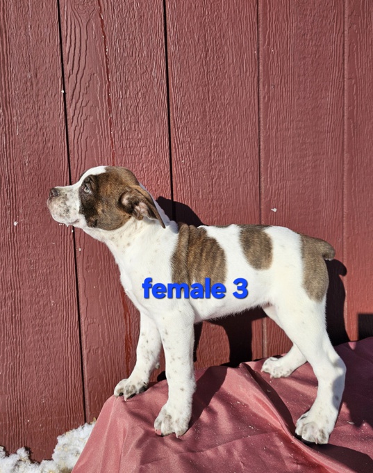 Old English Bulldog Boxer