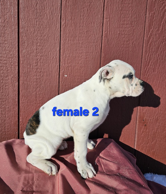 Old English Bulldog Boxer