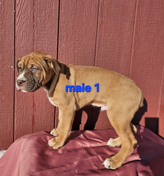 Old English Bulldog Boxer