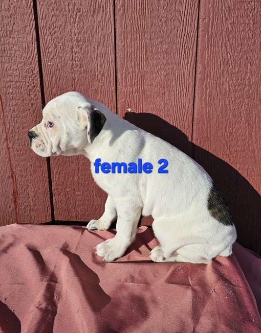 Old English Bulldog Boxer