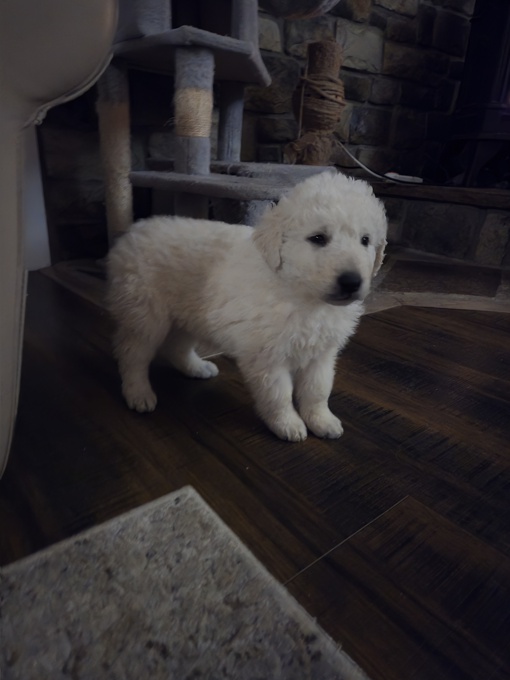 Kuvasz