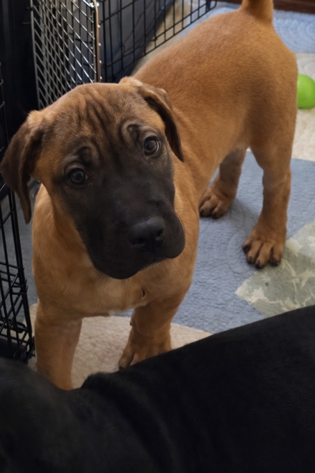 South African mastiff