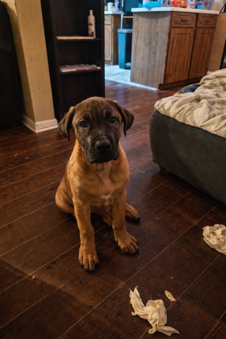 South African mastiff