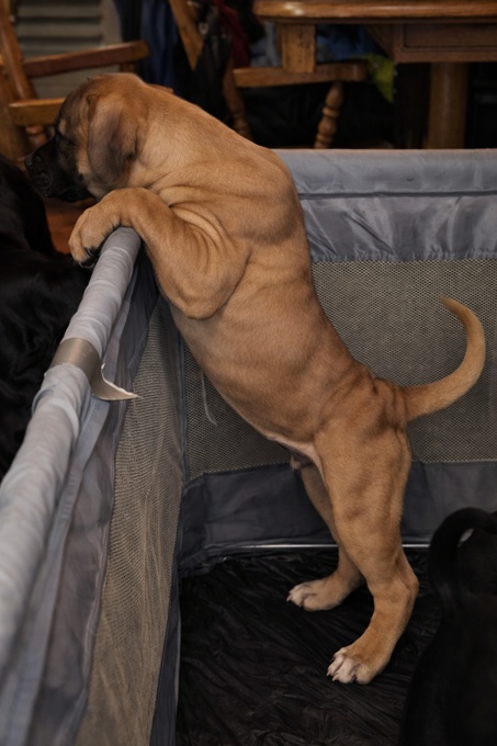 South African mastiff