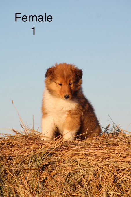 rough collie