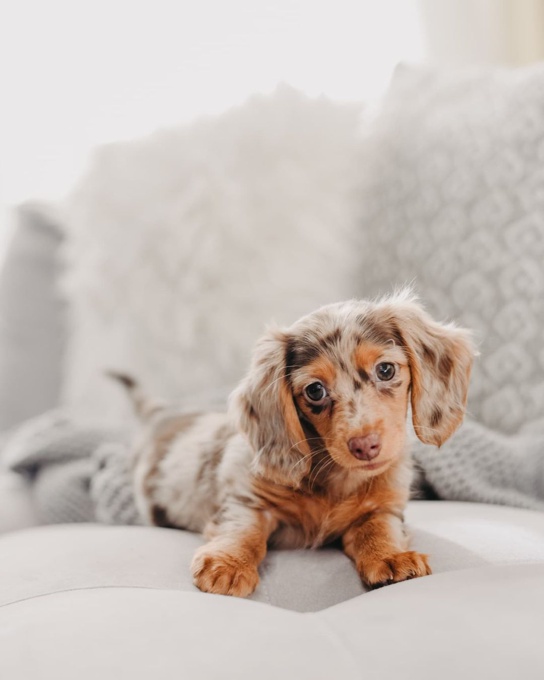Dachshund