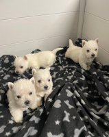 West Highland terrier