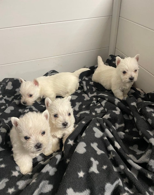 West Highland terrier