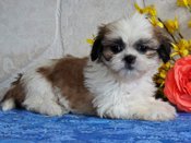 Shih tzu