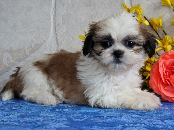 Shih tzu