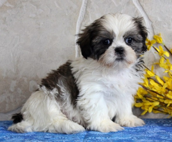 Shih tzu