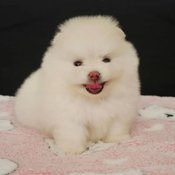 Pomeranian