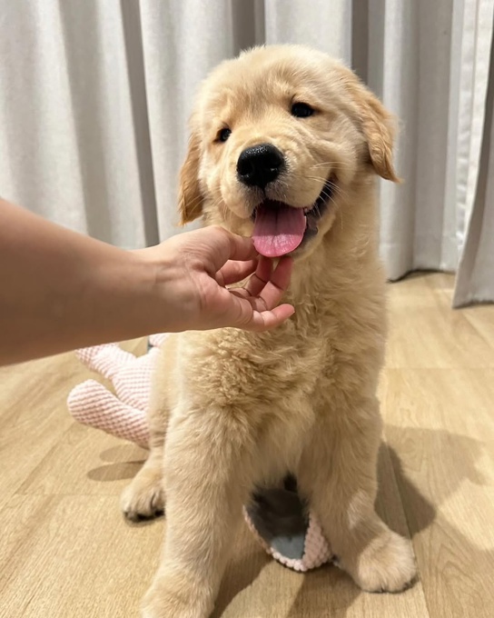 Golden Retriever