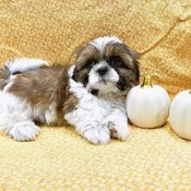 Shih tzu