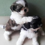 Shih tzu
