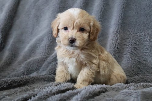 maltipoo