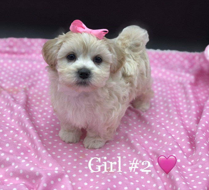 Shihtzu x BichonFrise