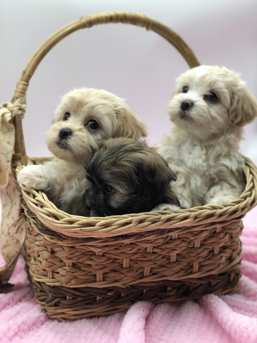 Shihtzu x BichonFrise