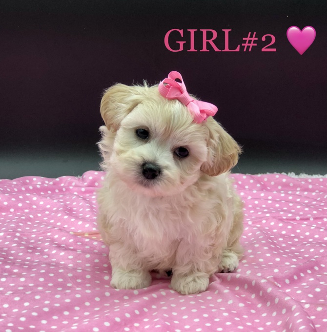 Shihtzu x BichonFrise