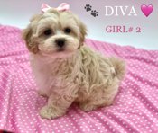 Shihtzu x BichonFrise