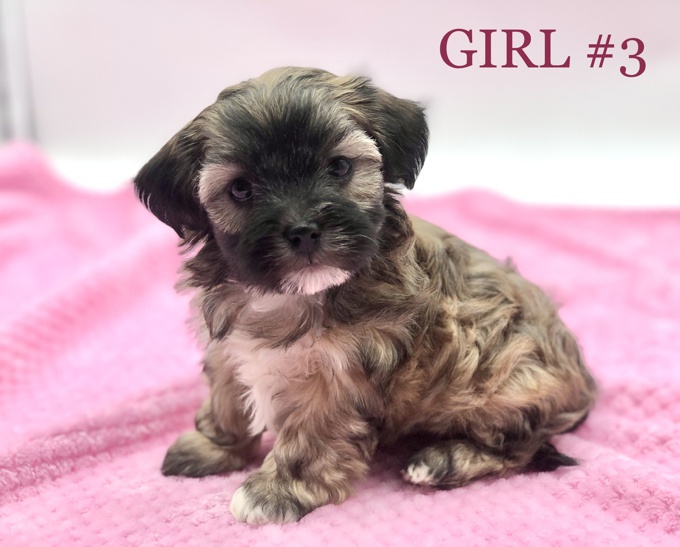 Shihtzu x BichonFrise