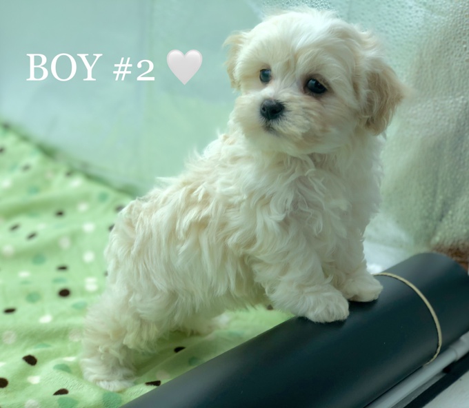 Shihtzu x BichonFrise