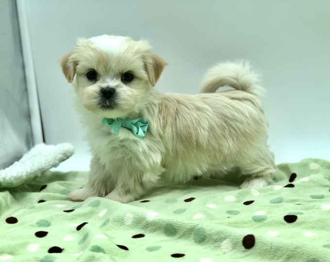 Shihtzu X Korean Maltese