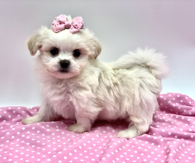 Shihtzu X Korean Maltese