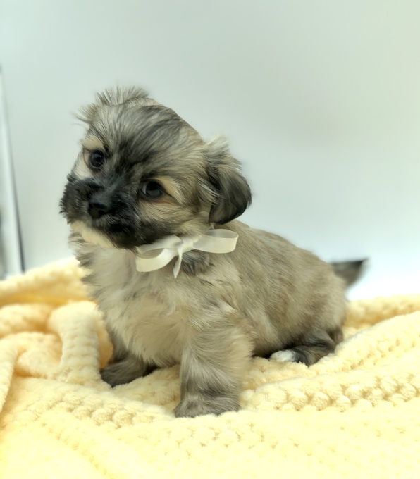 Shihtzu X Korean Maltese