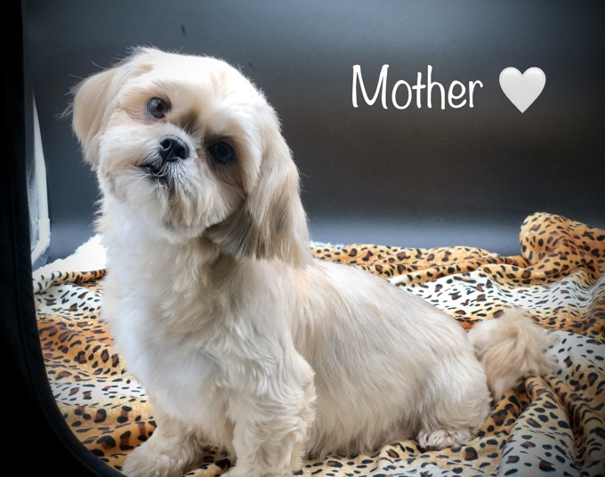 Shihtzu X Korean Maltese