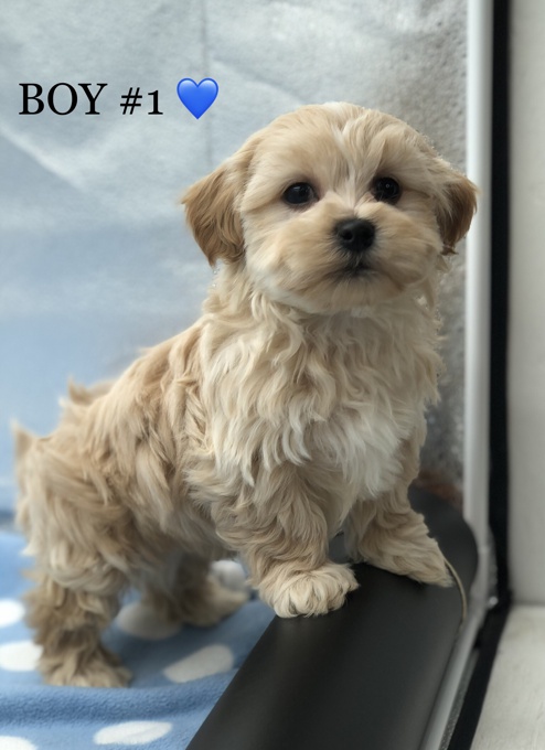 SHIHTZU X BICHONFRISE