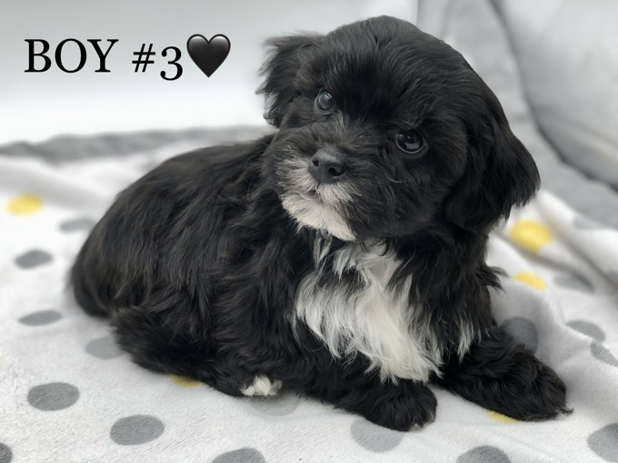 SHIHTZU X BICHONFRISE
