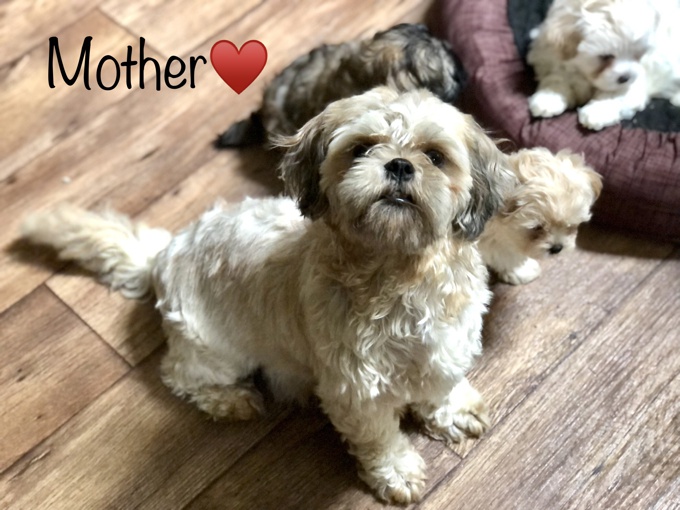 SHIHTZU X BICHONFRISE