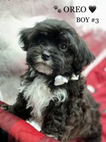 SHIHTZU X BICHONFRISE