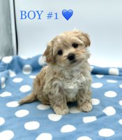 SHIHTZU X BICHONFRISE