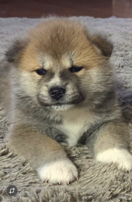 Akita Inu