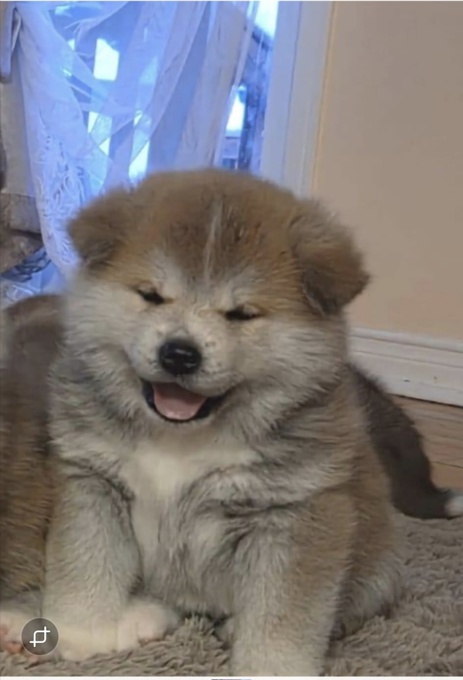Akita Inu