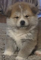 Akita Inu