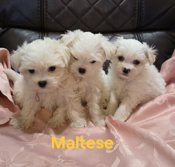 Maltese