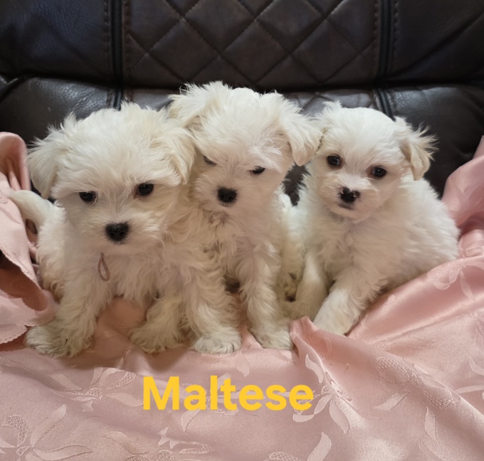Maltese