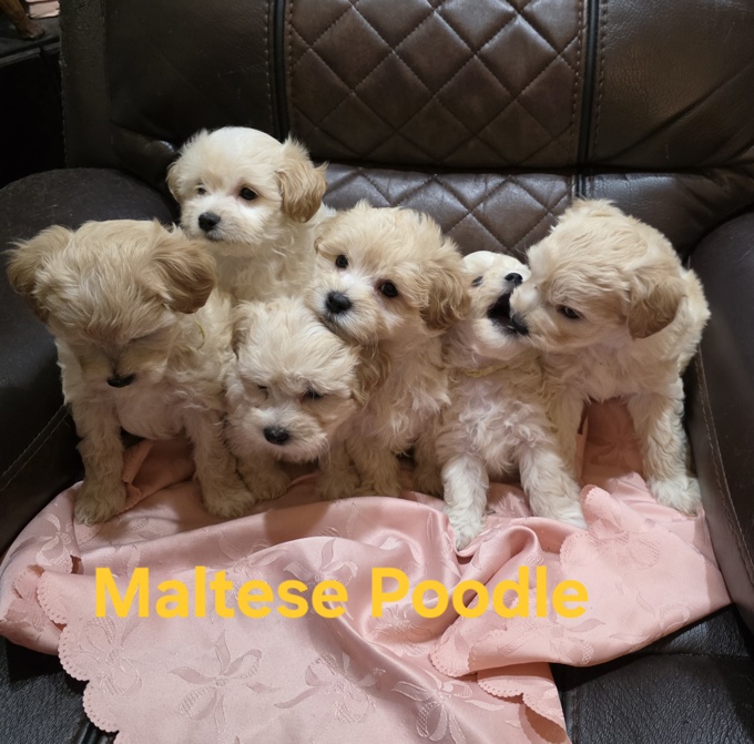 Maltese