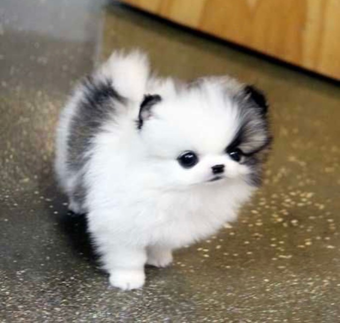 Pomeranian