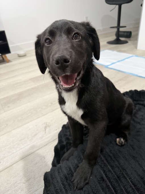 Labrador / Border Collie