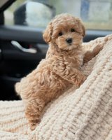 Maltipoo