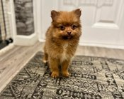 Pomeranian