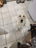 Shepherd cross border collie