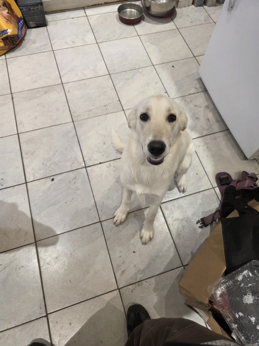 Shepherd cross border collie